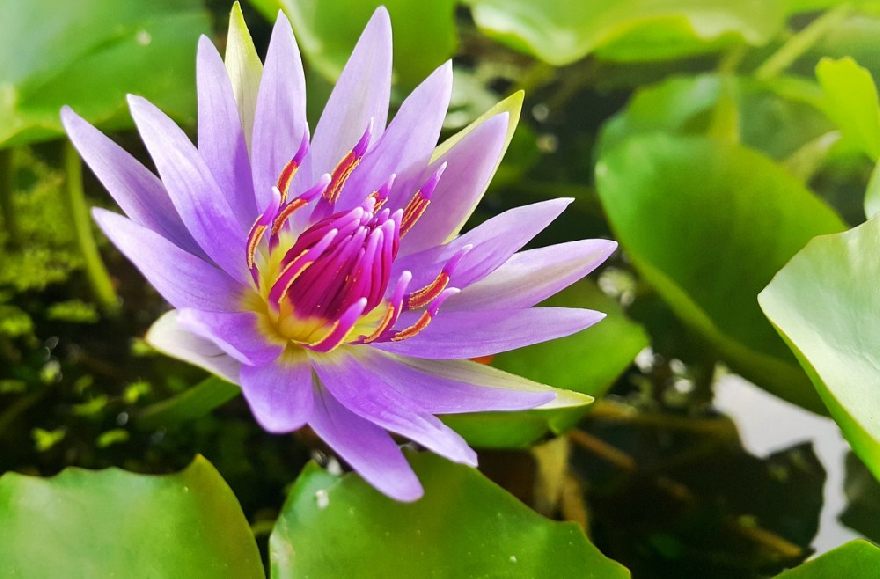 Wasserlilie Lotusblüte. Bestellen Sie asiatisches Lotus Essen beim bistro und lassen Sie es sich einfach nachhause liefern mit dem Bringdienst.