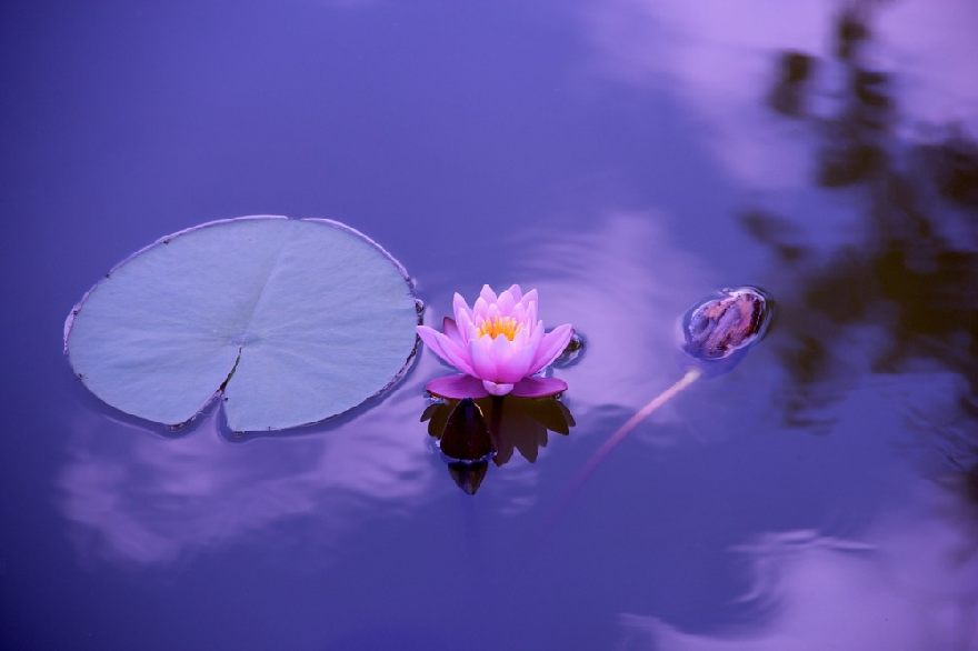 Lotusblume im violetten Wasser. Asiatisches und chinesisches Essen schmecken lassen beim Lotus Bistro Restaurant mit Lieferservice in Hamm.