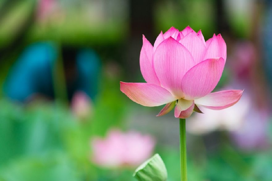 Lotusblume, Wasserlilie finden Sie beim Lotus Bistro mit leckeren Thailändischen und chinesischen Essen mit Lieferservice in Hamm.