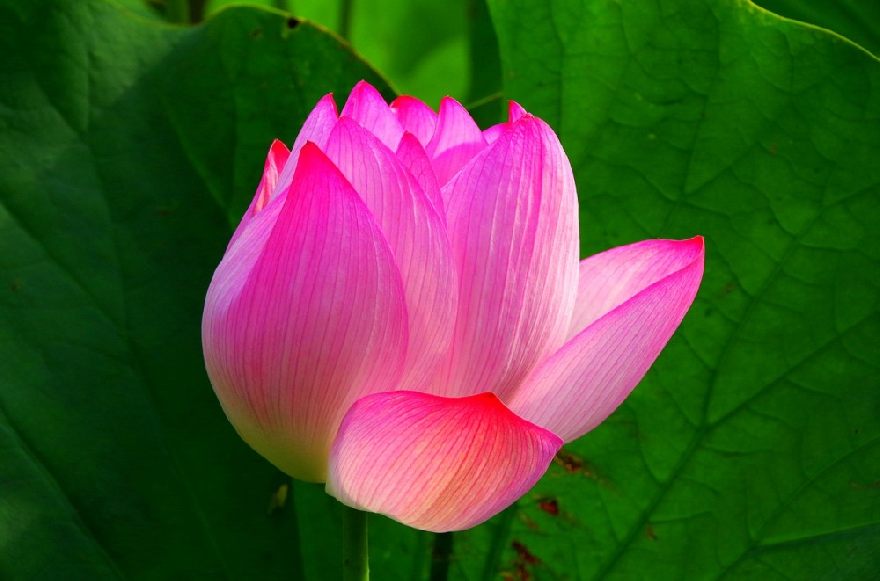 Lotusblüte, Wasserlilie. Bestellen SIe beim Lotus Bistro mit leckeren asiatischen Essen und Lieferservice für Hamm.